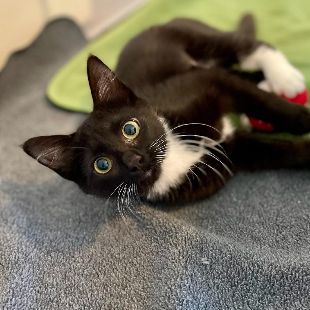 Triscuit, a Adoptable Domestic Short Hair in Houston, TX image 3/6