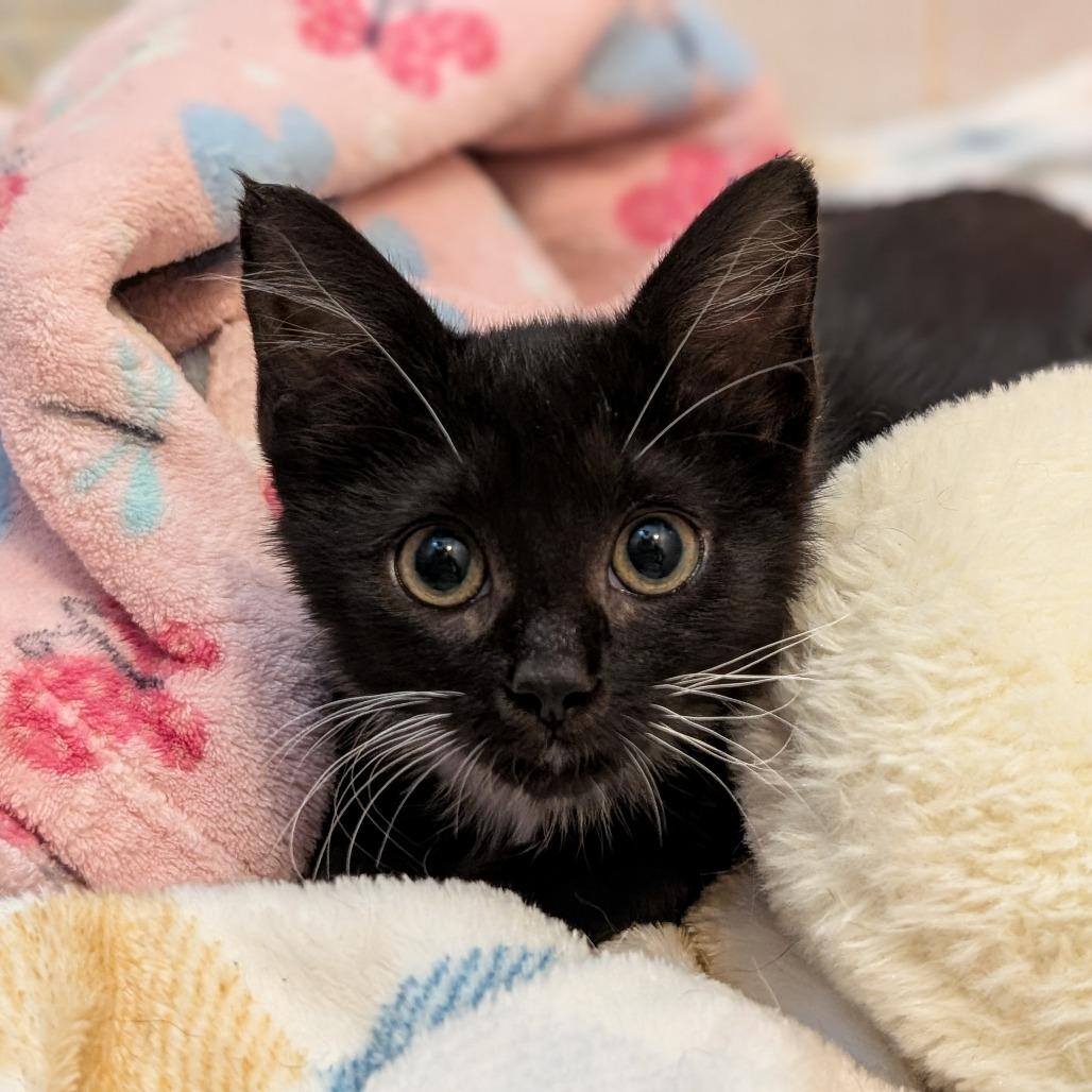 Triscuit, a Adoptable Domestic Short Hair in Houston, TX image 5/6