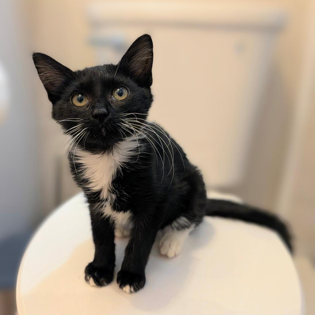 Triscuit, a Adoptable Domestic Short Hair in Houston, TX image 6/6