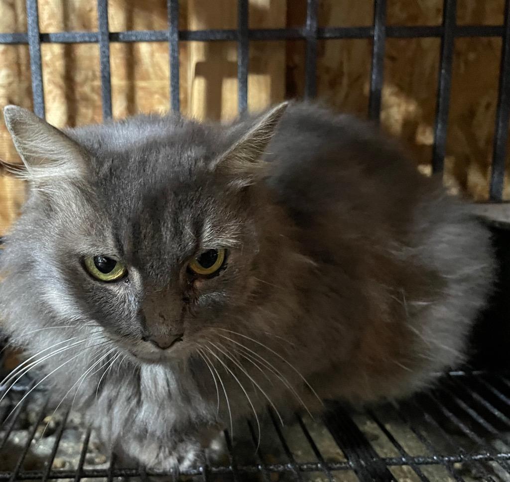 Willow - Gordon Co, Adoptable, Adult Female Domestic Medium Hair.