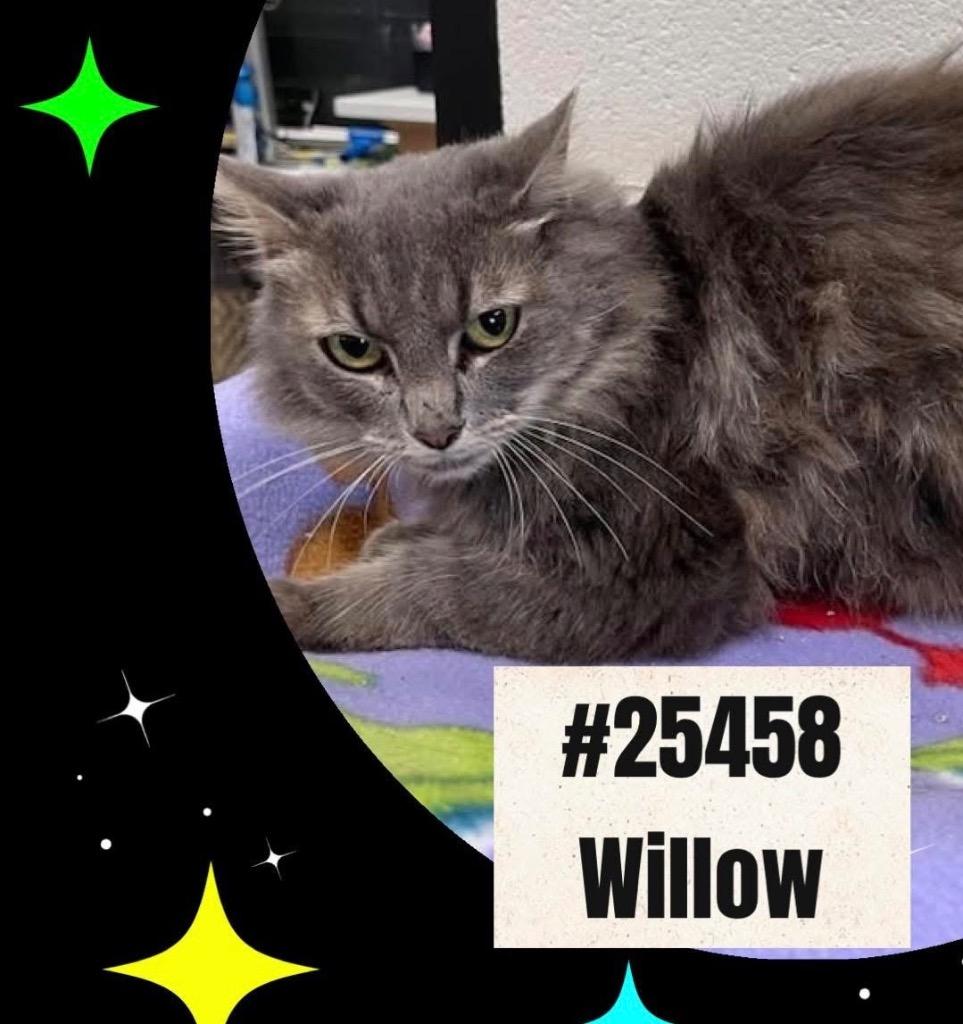 Enlarge Willow - Gordon Co, a Adoptable mixed breed in Dalton, GA image 2/2