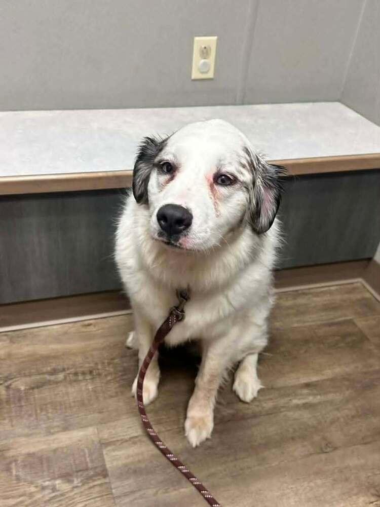 Enlarge Blossom, a Adoptable mixed breed in Troy, IL image 1/6