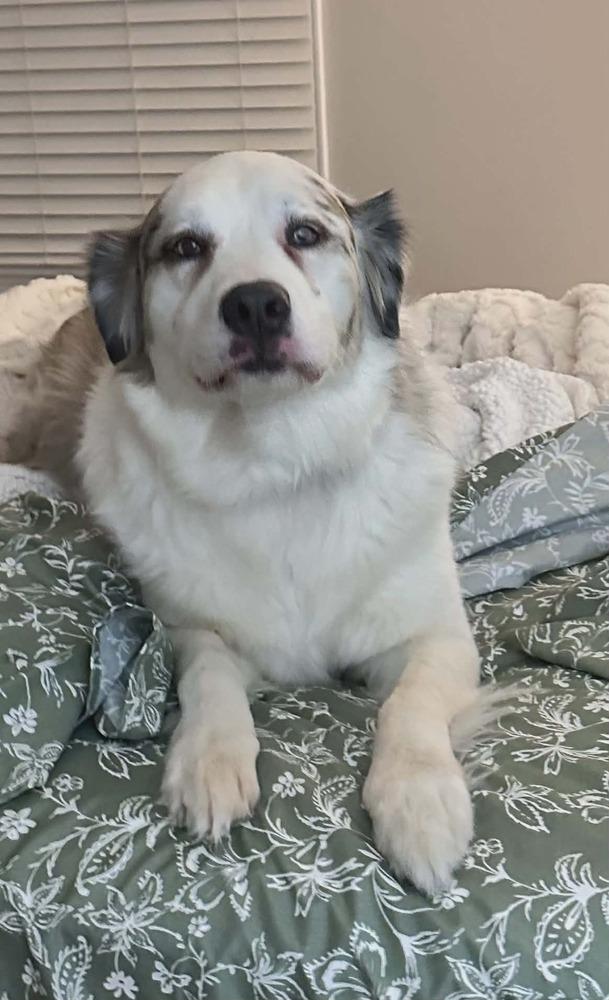 Enlarge Blossom, a Adoptable mixed breed in Troy, IL image 2/6