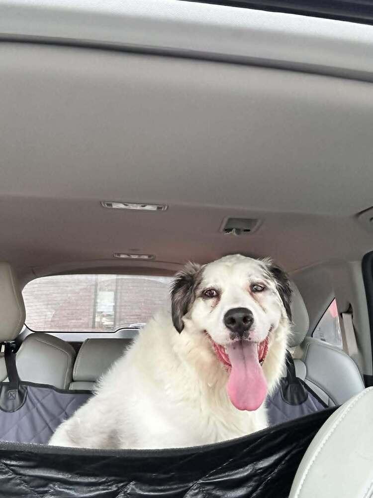 Enlarge Blossom, a Adoptable mixed breed in Troy, IL image 4/6