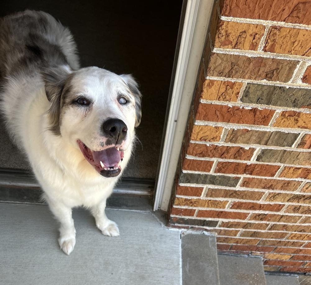 Enlarge Blossom, a Adoptable mixed breed in Troy, IL image 5/6