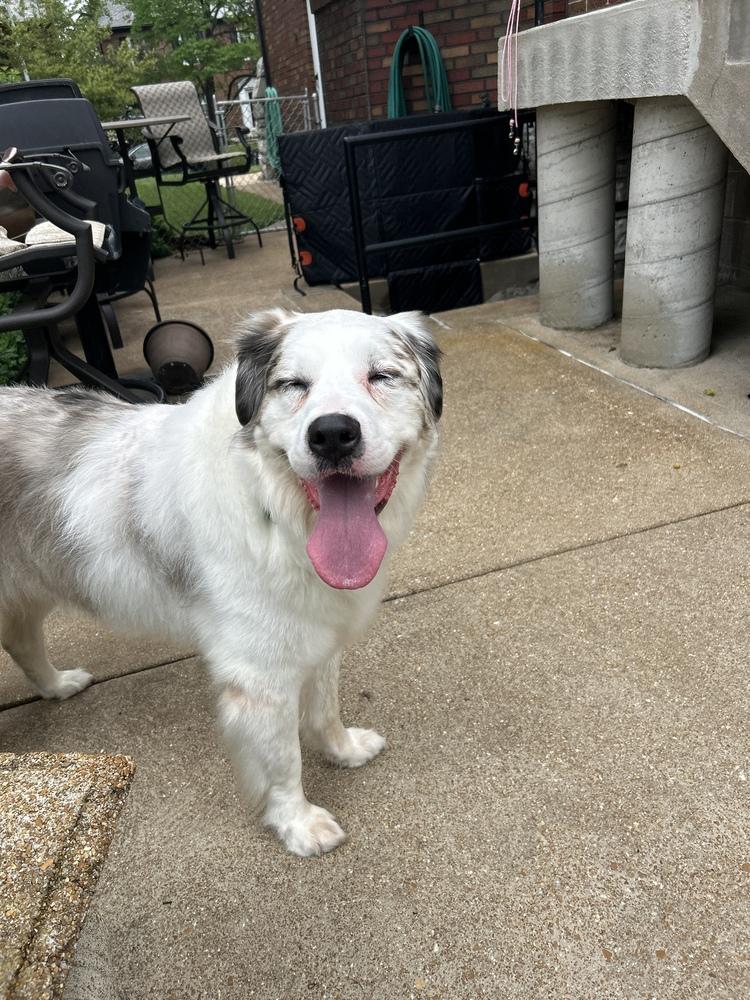 Enlarge Blossom, a Adoptable mixed breed in Troy, IL image 6/6