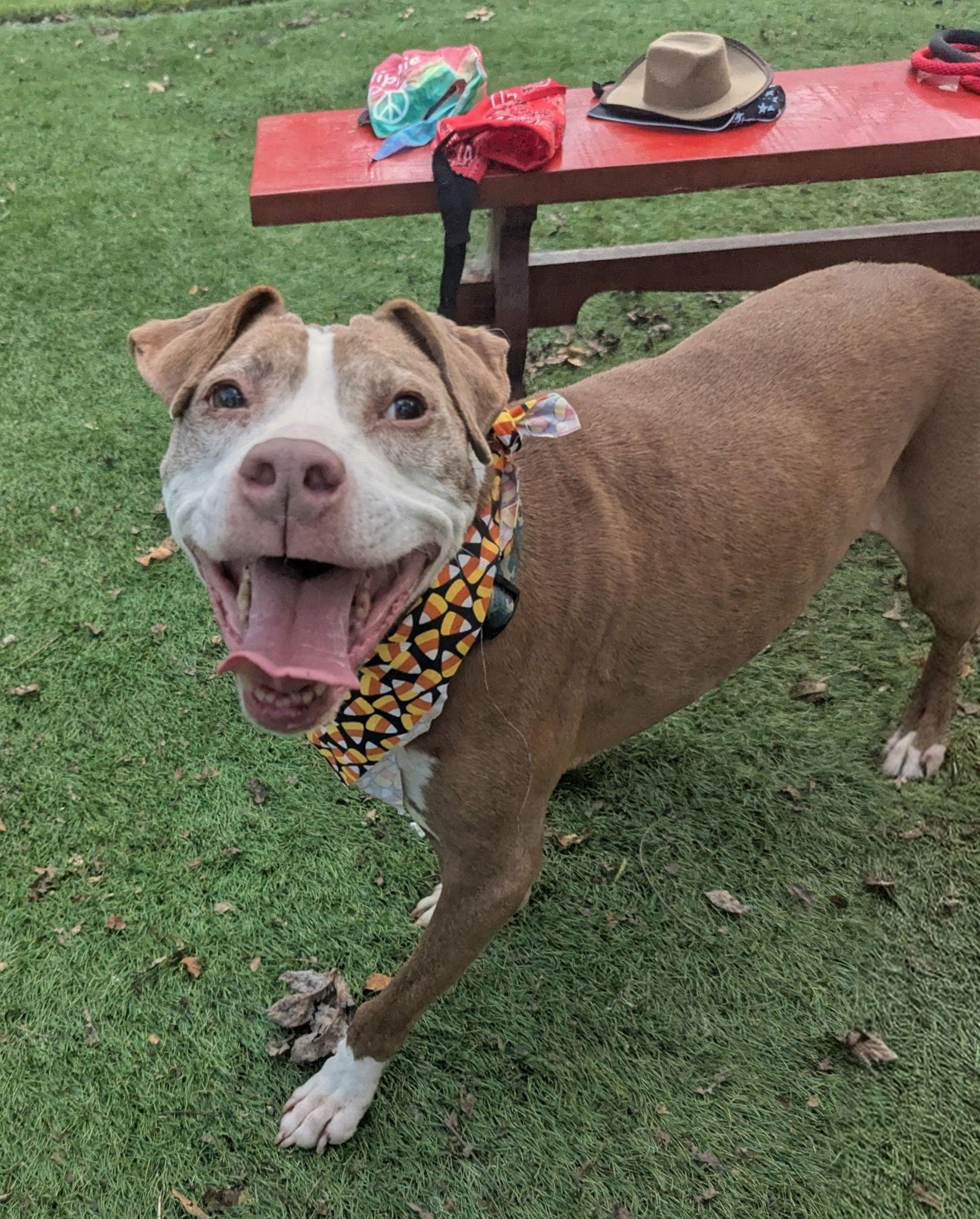 Jake, a Adoptable American Staffordshire Terrier in Calhoun, GA image 1/3
