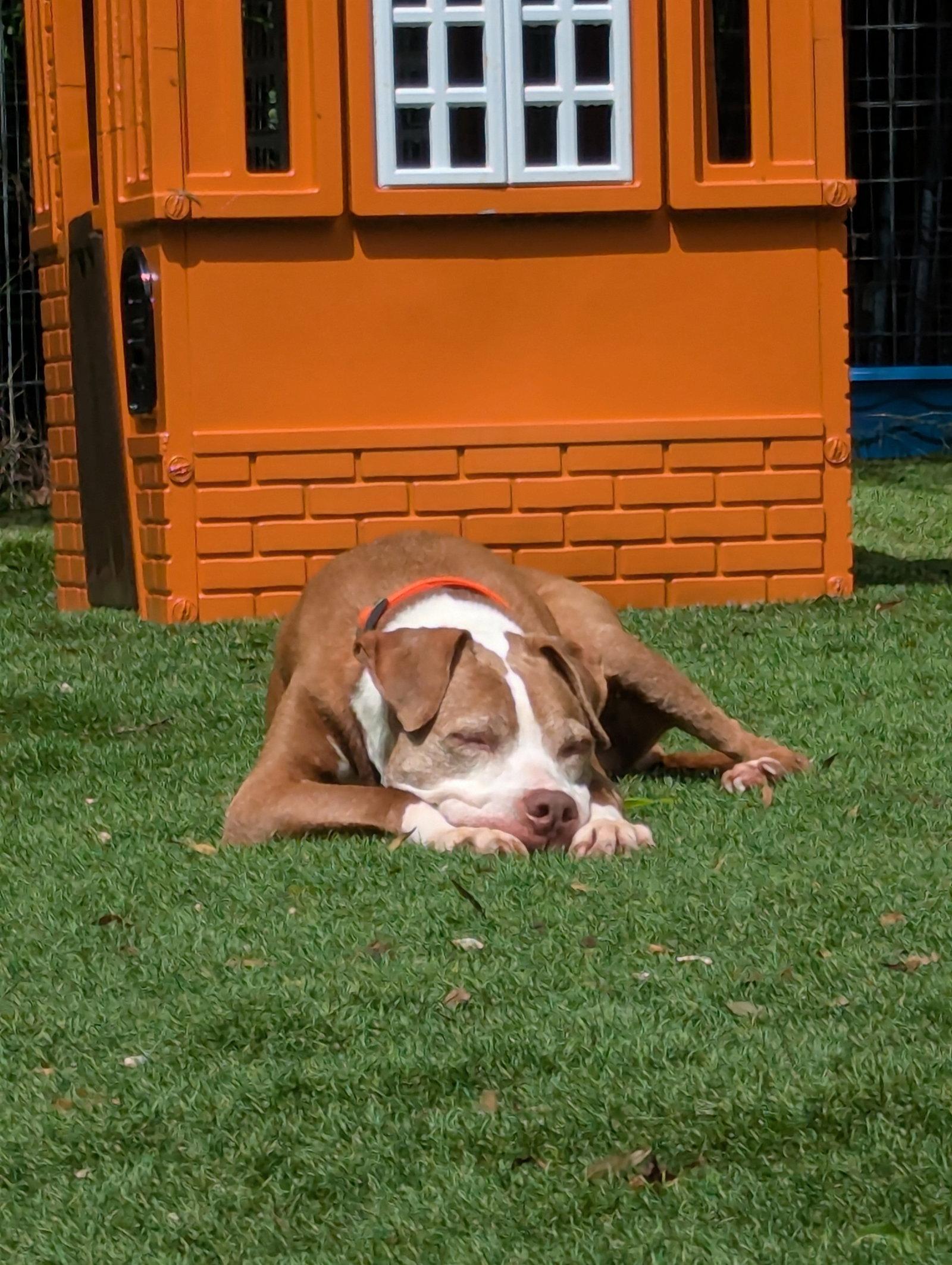 Jake, Adoptable, Senior Male American Staffordshire Terrier.