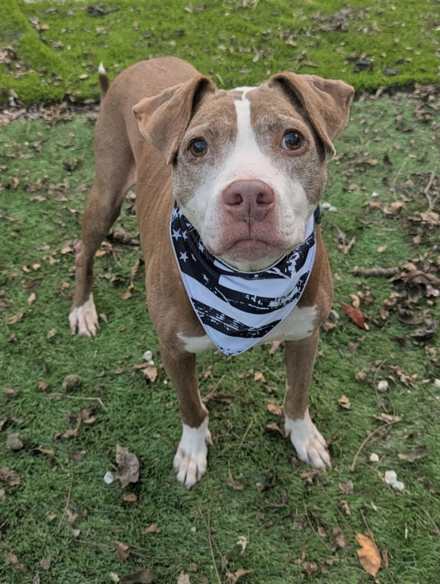 Jake, a Adoptable American Staffordshire Terrier in Calhoun, GA image 2/3