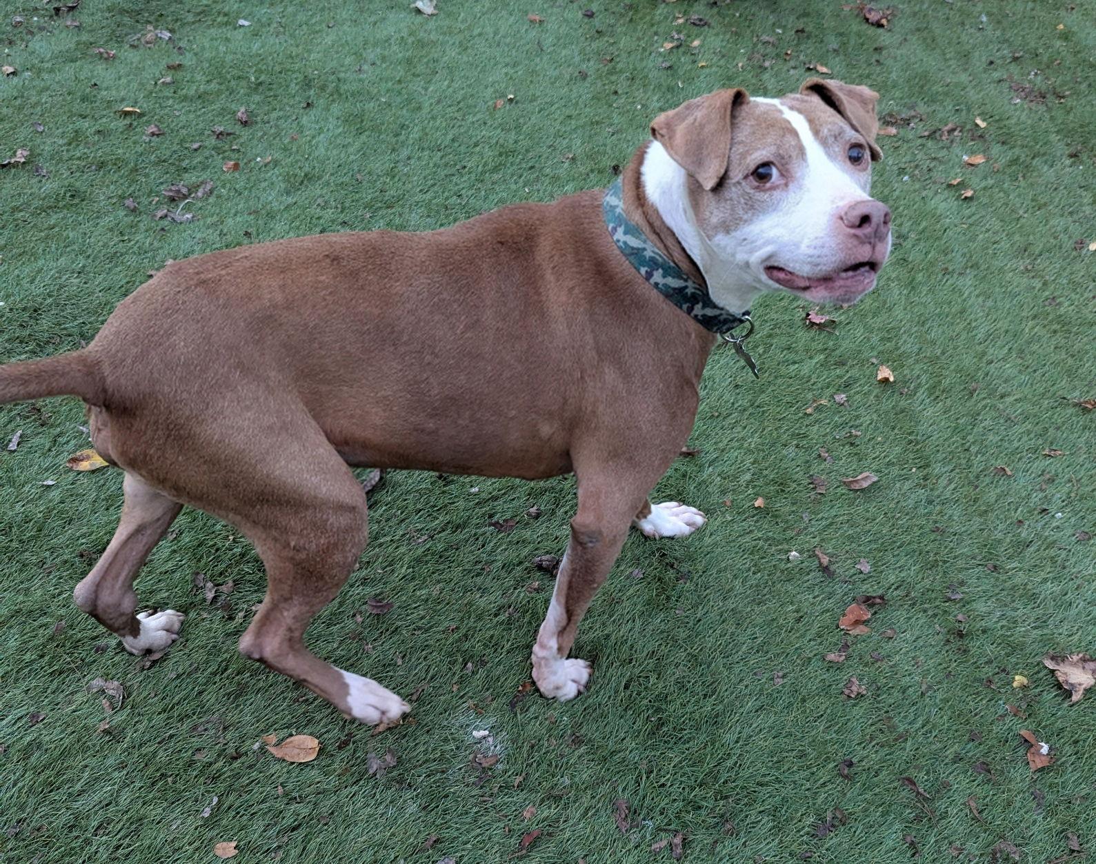 Jake, a Adoptable American Staffordshire Terrier in Calhoun, GA image 3/3