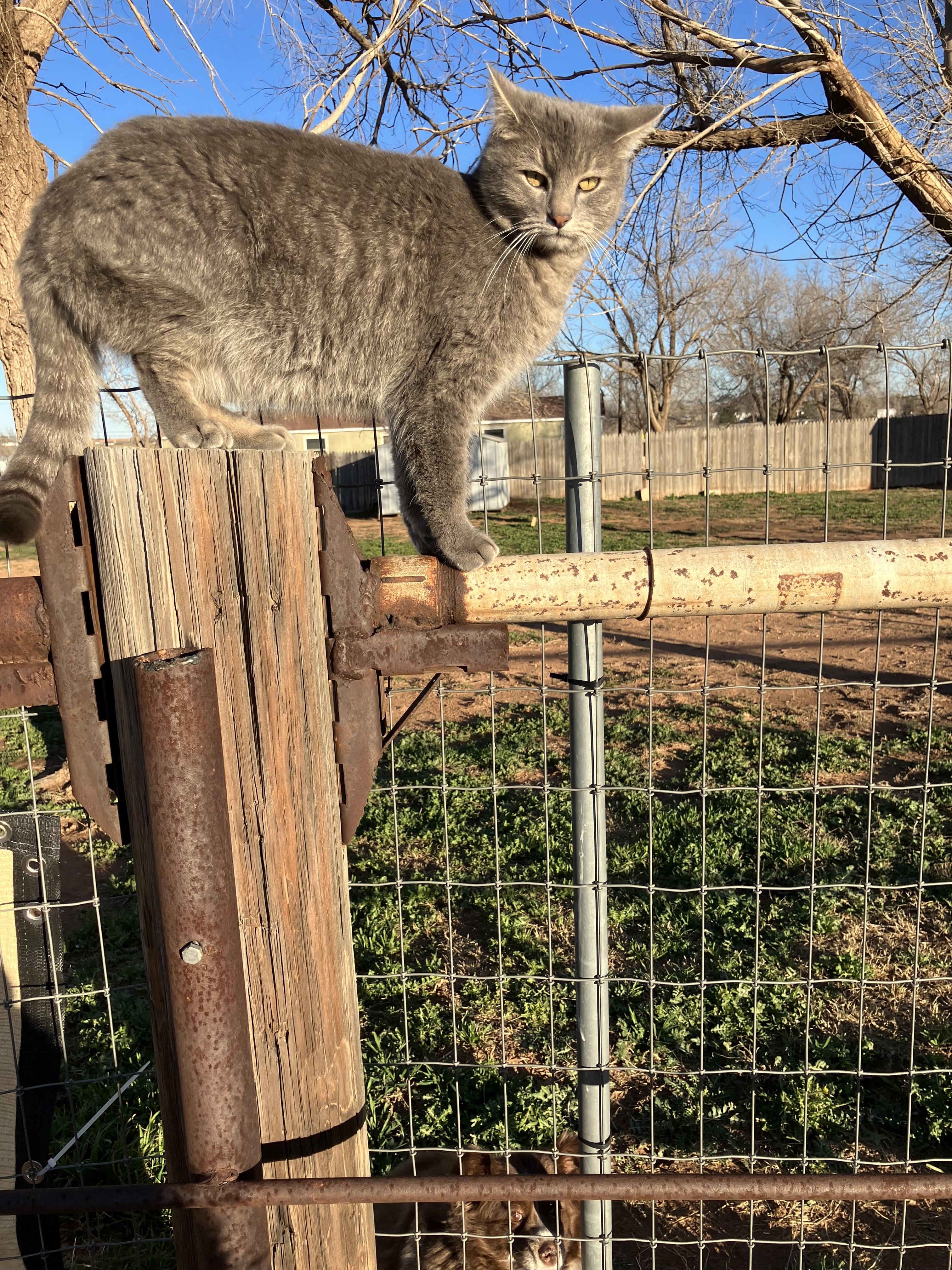 Cedar, an adoptable Tabby in Snyder, TX, 79550 | Photo Image 1