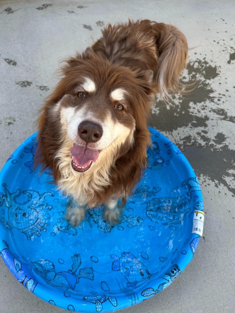 Jango, Adoptable, Senior Male Husky.
