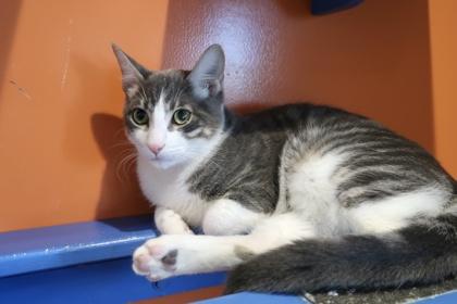 Enlarge Cinco, a Adoptable mixed breed in Scottsdale, AZ image 1/3