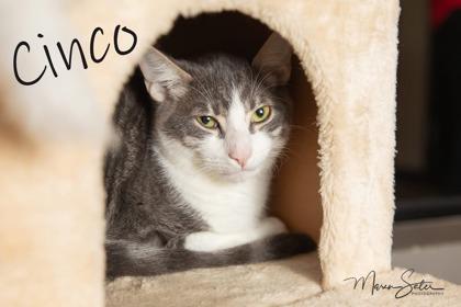 Enlarge Cinco, a Adoptable mixed breed in Scottsdale, AZ image 2/3