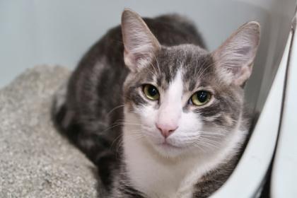 Enlarge Cinco, a Adoptable mixed breed in Scottsdale, AZ image 3/3