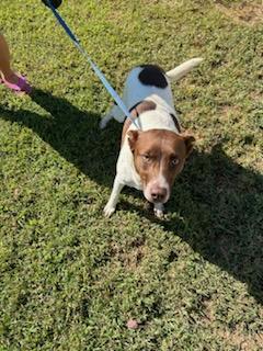 Fiona, Adoptable, Young Female American Staffordshire Terrier & German Shorthaired Pointer.