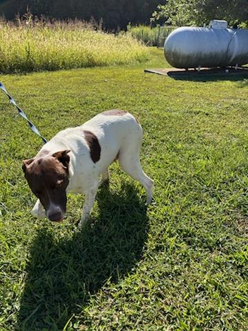 Fiona, Adoptable, Young Female American Staffordshire Terrier & German Shorthaired Pointer.