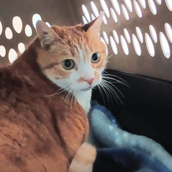 Maisie, a Adoptable Domestic Short Hair in Reno, NV image 2/4