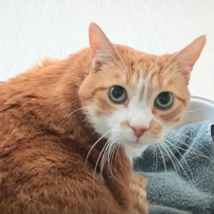 Maisie, a Adoptable Domestic Short Hair in Reno, NV image 4/4