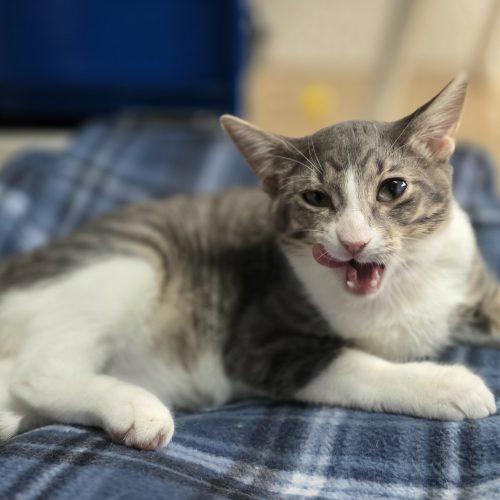 Enlarge Tiger Lily, a Adoptable Domestic Short Hair in Elizabeth, IL image 1/6