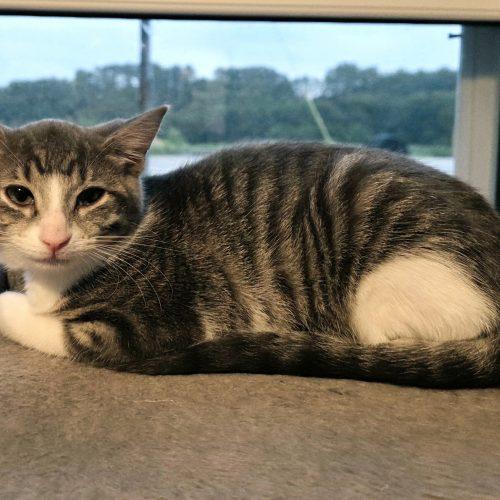 Tiger Lily, Adoptable, Kitten Female Domestic Short Hair.