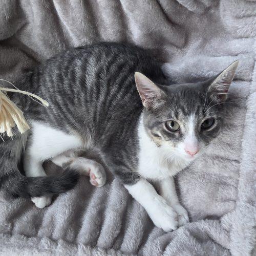 Enlarge Tiger Lily, a Adoptable Domestic Short Hair in Elizabeth, IL image 2/5