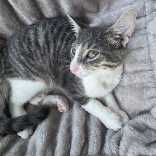 Enlarge Tiger Lily, a Adoptable Domestic Short Hair in Elizabeth, IL image 3/5