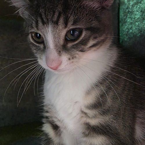 Enlarge Tiger Lily, a Adoptable Domestic Short Hair in Elizabeth, IL image 4/5