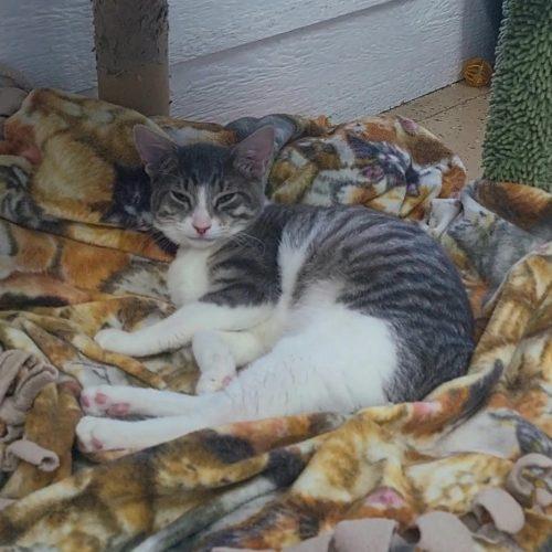 Enlarge Tiger Lily, a Adoptable Domestic Short Hair in Elizabeth, IL image 4/6