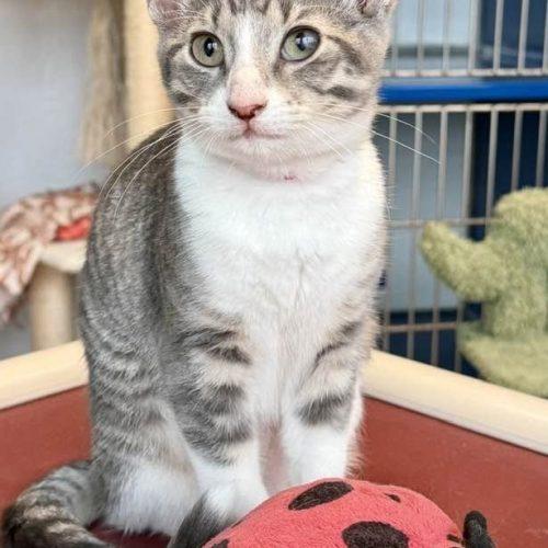 Enlarge Tiger Lily, a Adoptable Domestic Short Hair in Elizabeth, IL image 5/6