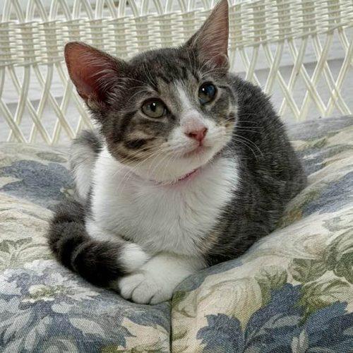 Enlarge Tiger Lily, a Adoptable Domestic Short Hair in Elizabeth, IL image 5/5