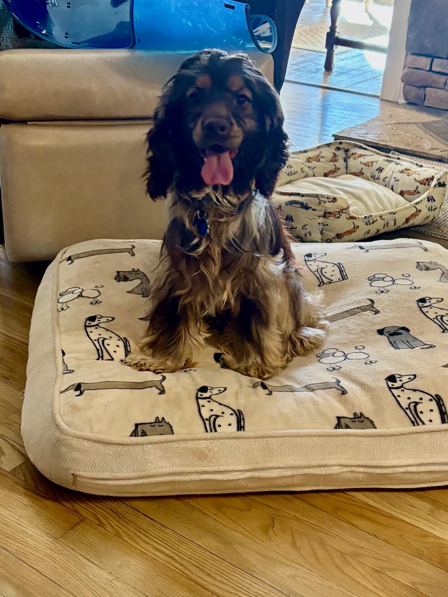 Remy, adoptable, Young Male Cocker Spaniel.