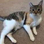 Hope (II), a Adoptable Domestic Short Hair in Avon, IN image 1/4