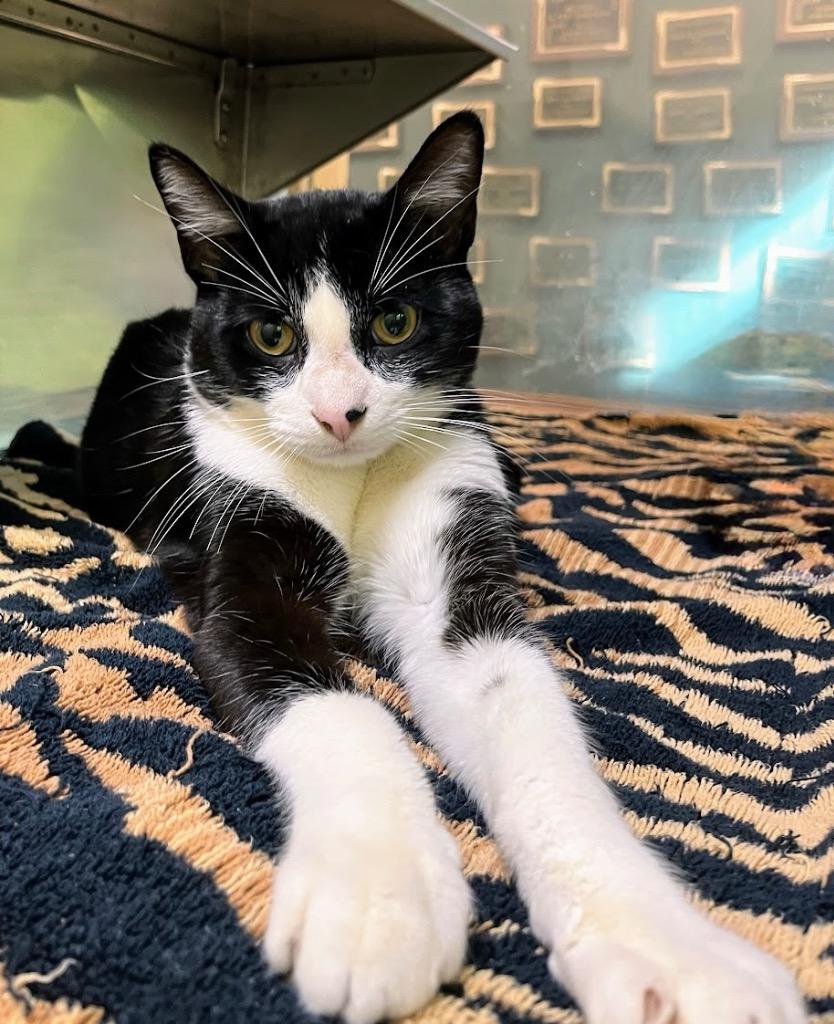 Enlarge Jarod, a Adoptable mixed breed in Little Rock, AR image 1/1