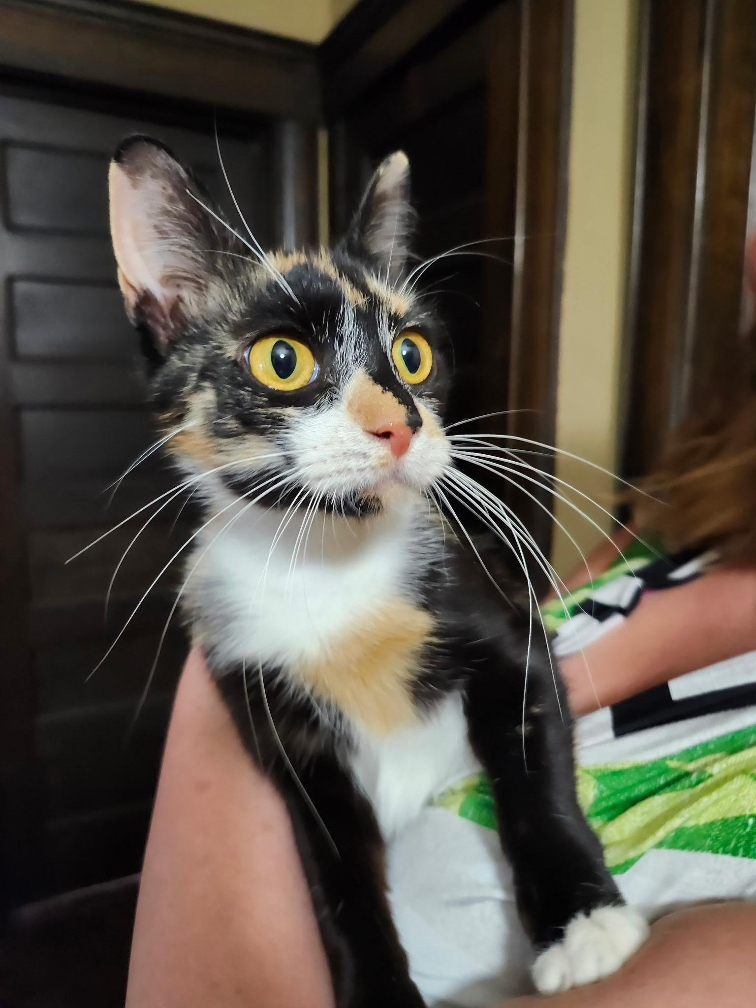 Enlarge Marceline(Marci), an adopted Calico in Logansport, IN image 2/2