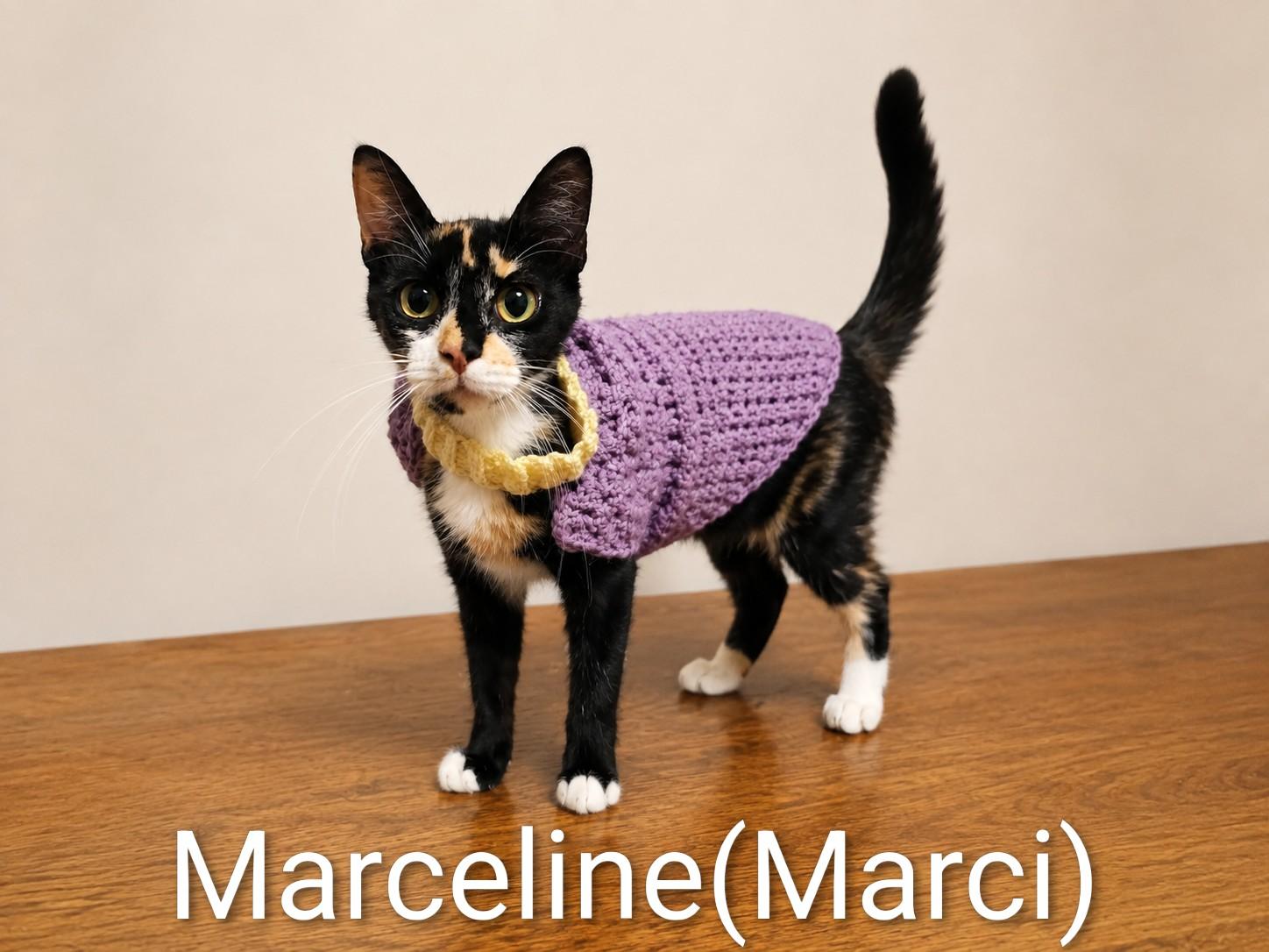 Marceline(Marci), adopted, Young Female Calico.