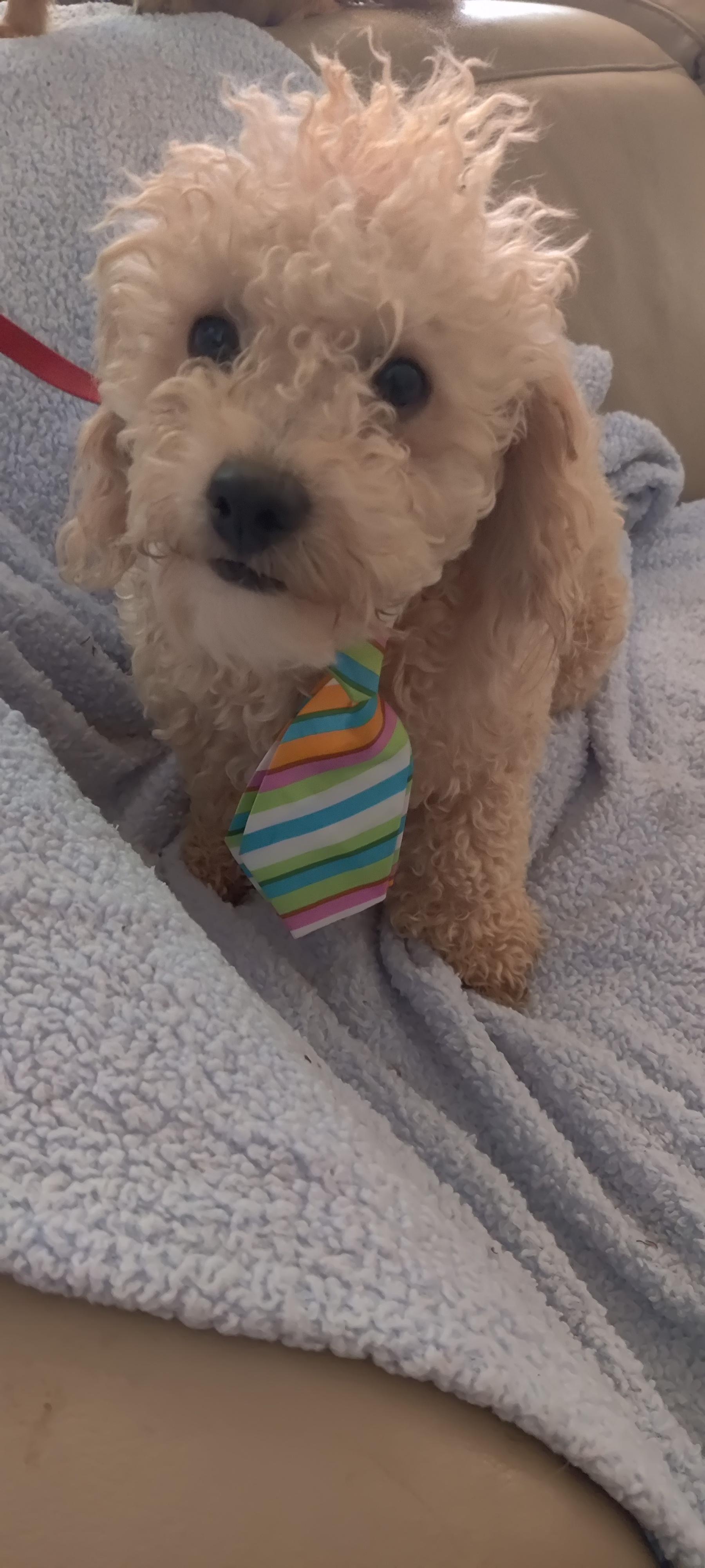 Josh, Adoptable, Young Male Poodle.