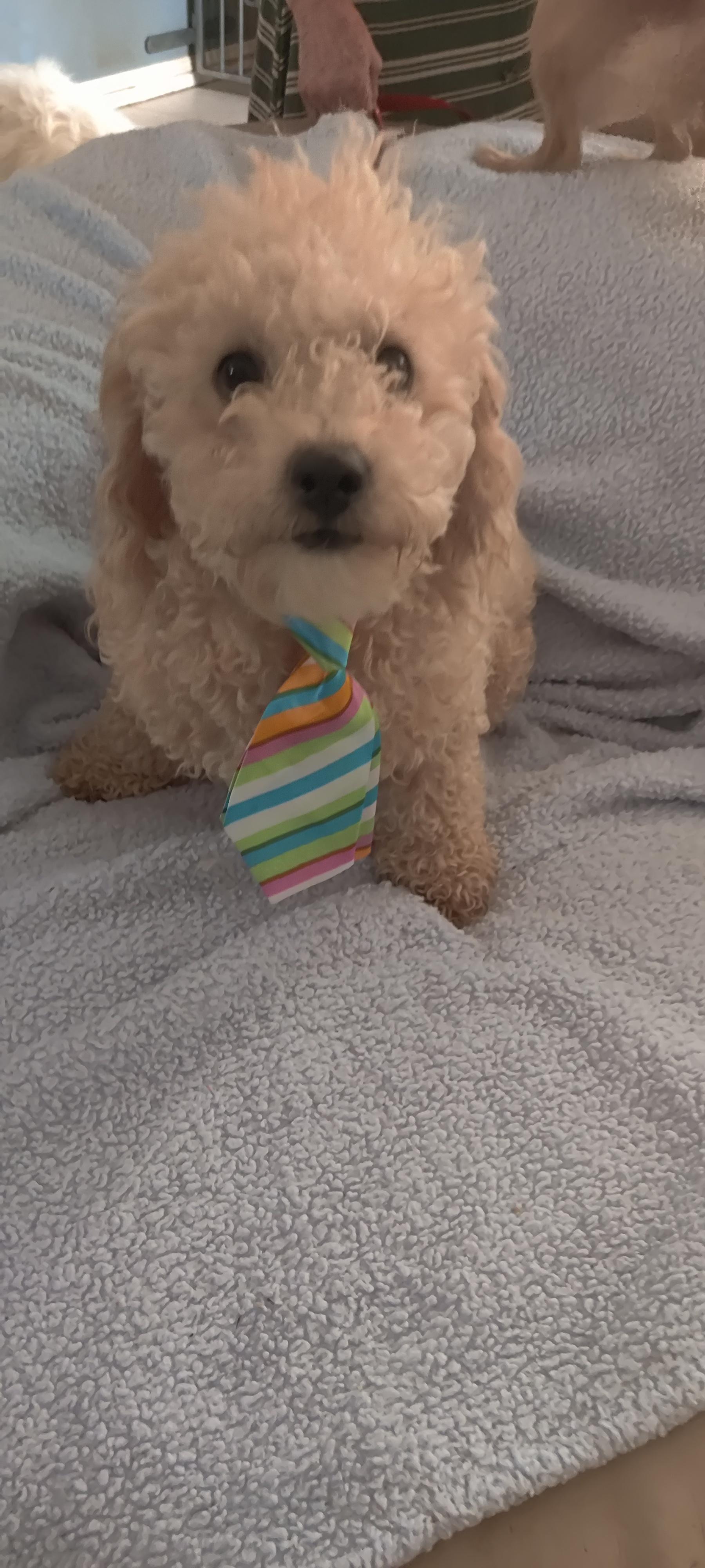 Josh, a Adoptable Poodle image 2/3