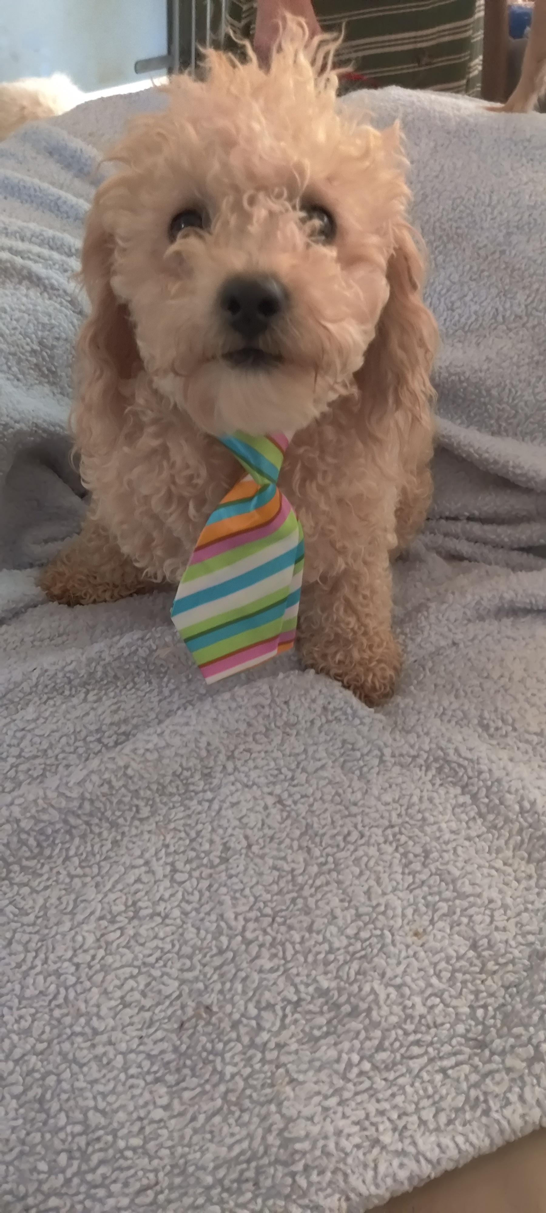 Josh, a Adoptable Poodle image 3/3