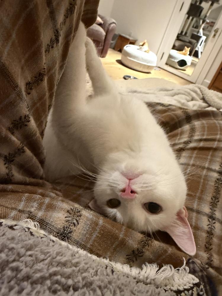 Kierra, Adoptable, Young Female Turkish Van & Domestic Short Hair.