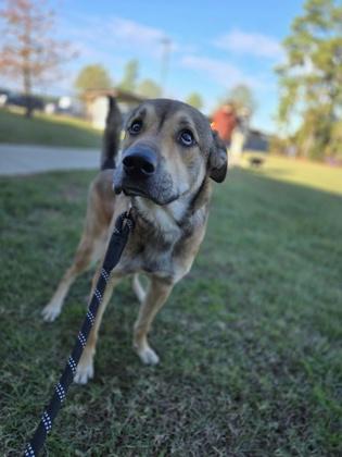 Tom ali, Adoptable, Young Male Shepherd & Mixed Breed.