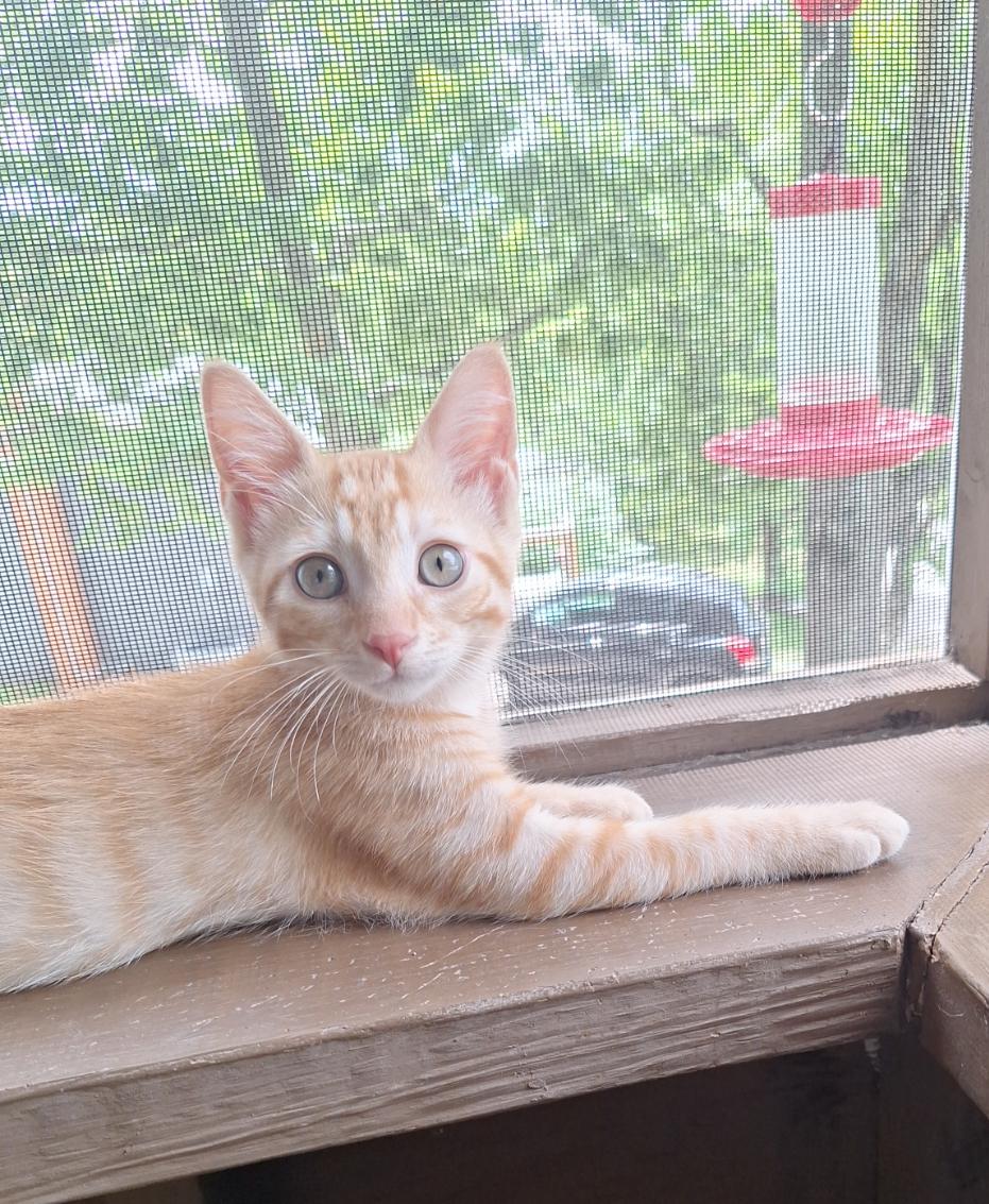 Otis, Adopted, Kitten Male Domestic Short Hair.
