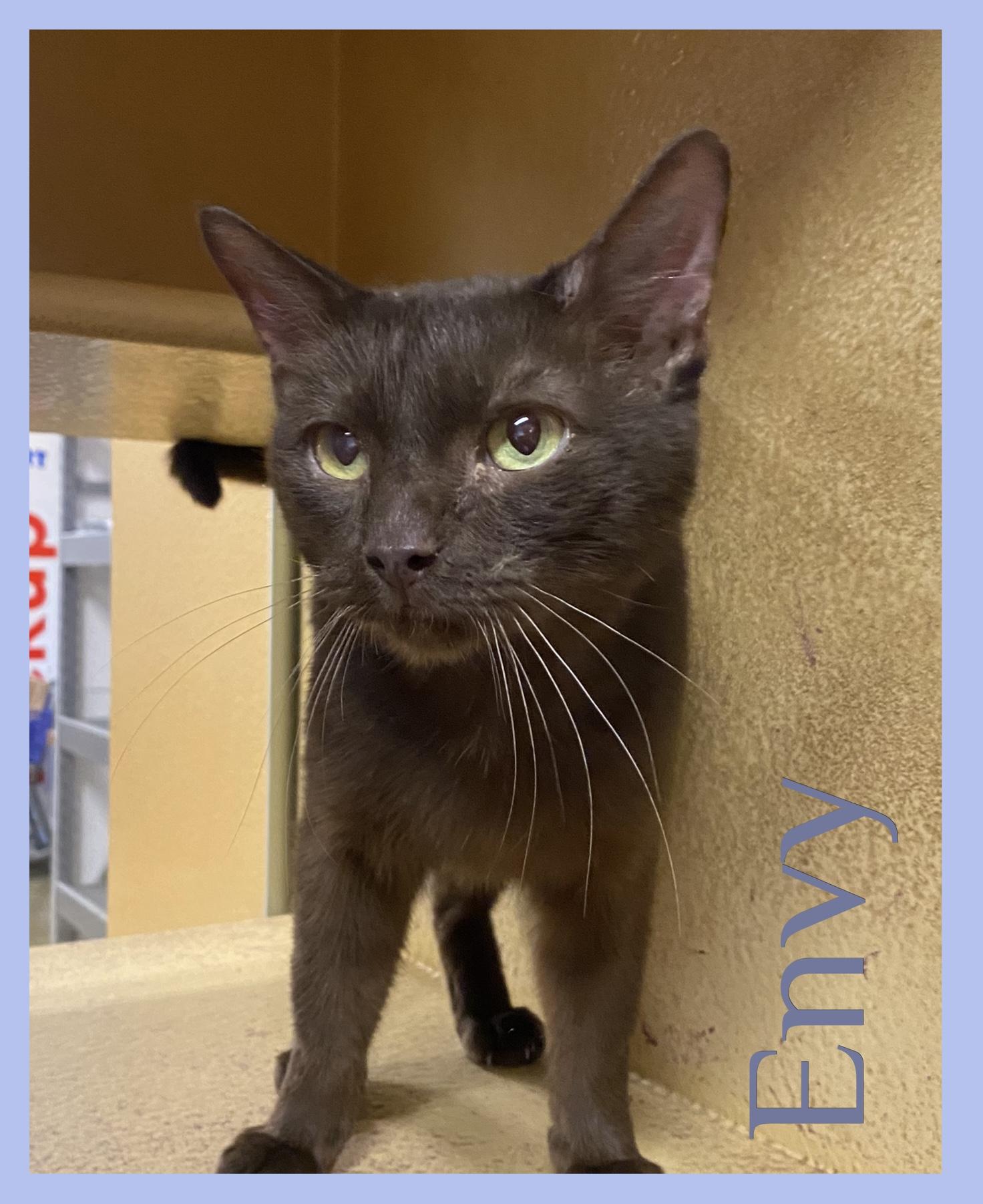 ENVY, Adoptable, Young Male Tabby.