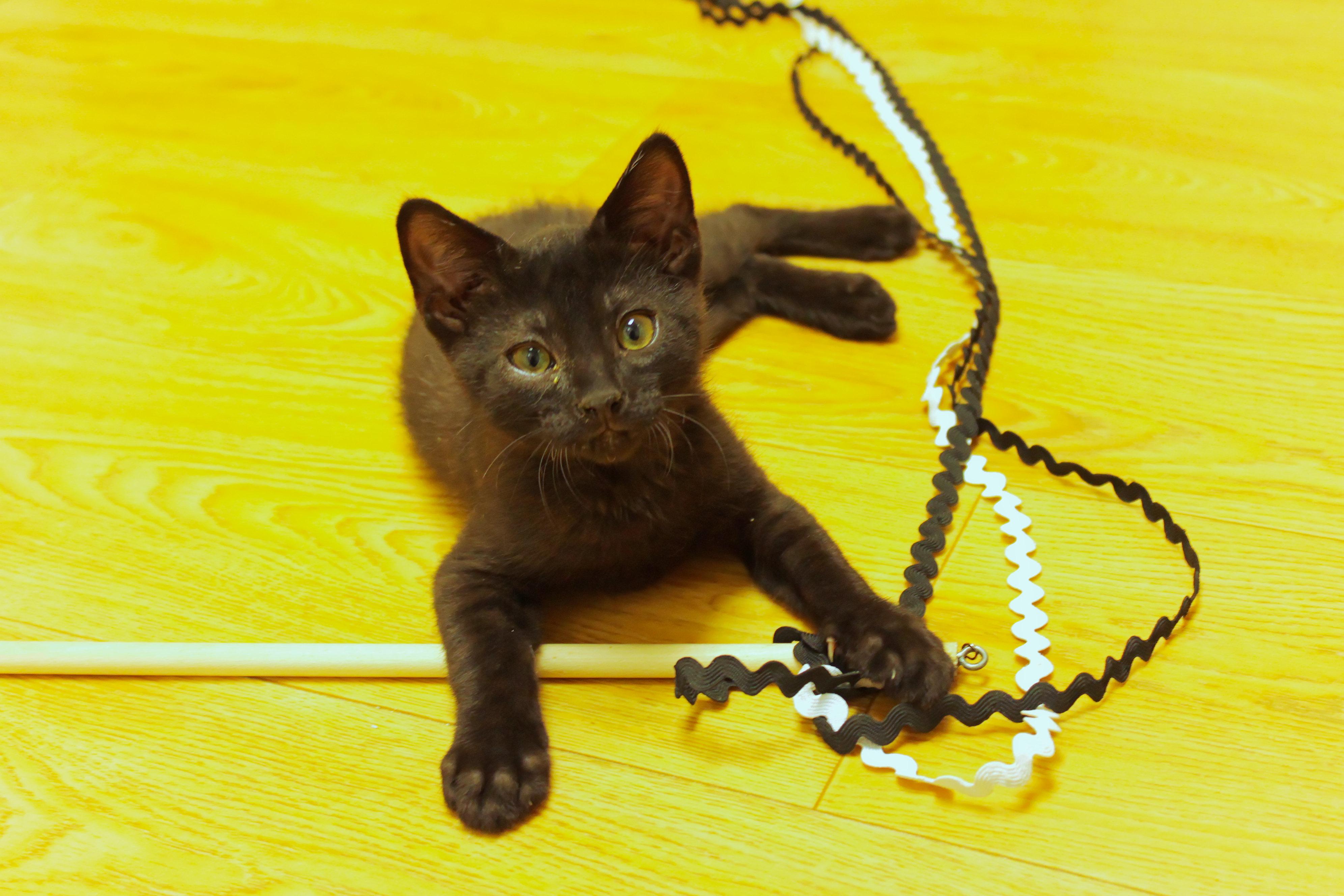 Felix, a ADOPTABLE mixed breed in Urbana, OH image 2/6