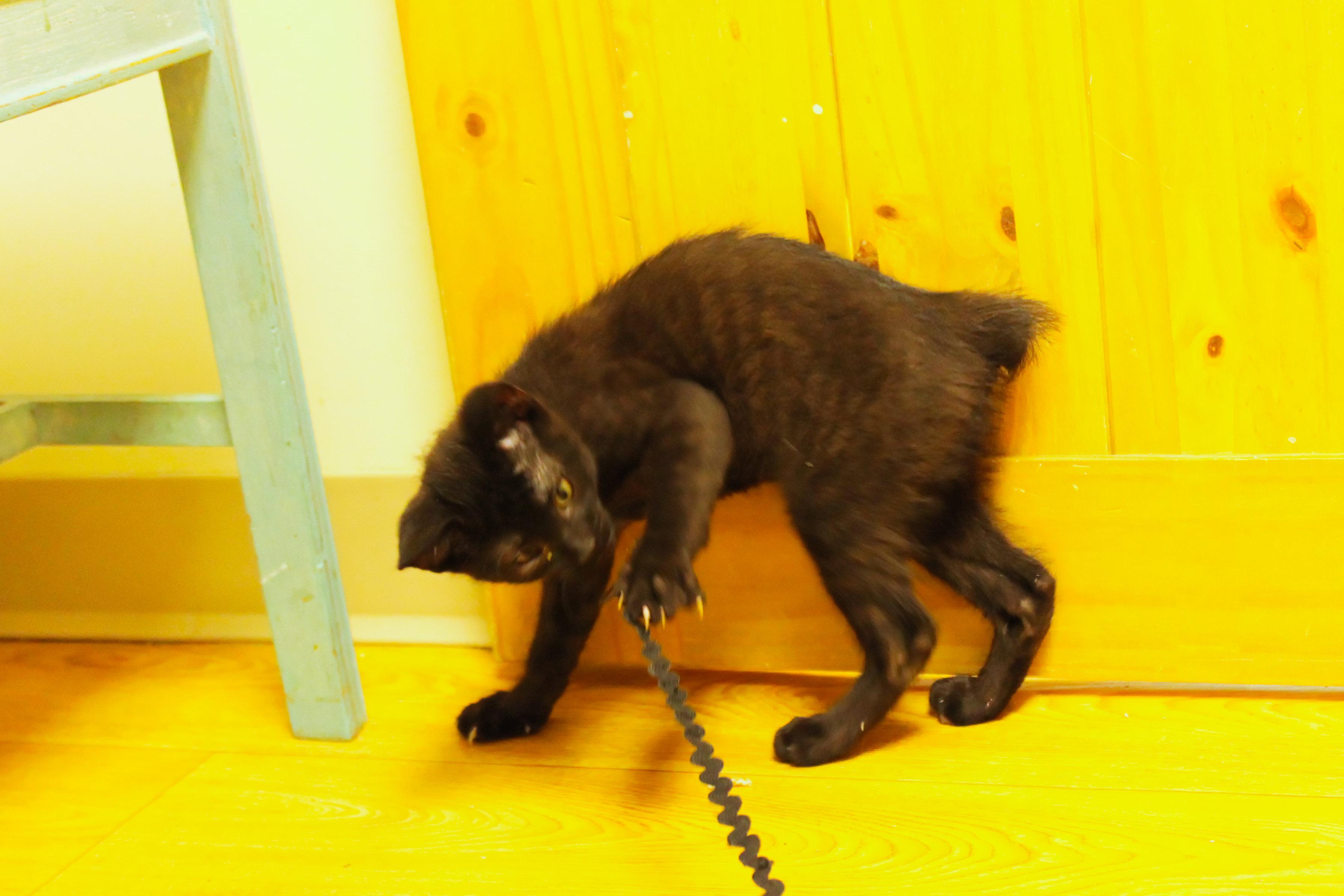 Felix, a ADOPTABLE mixed breed in Urbana, OH image 6/6