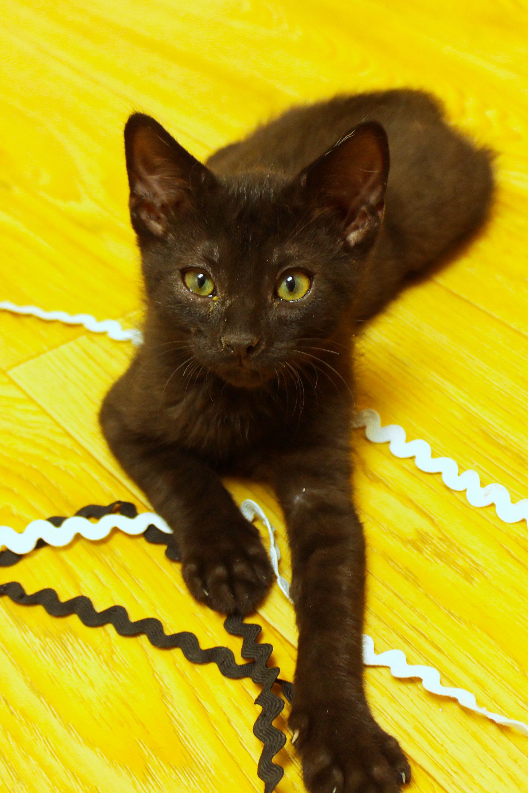 Felix, a ADOPTABLE mixed breed in Urbana, OH image 5/6
