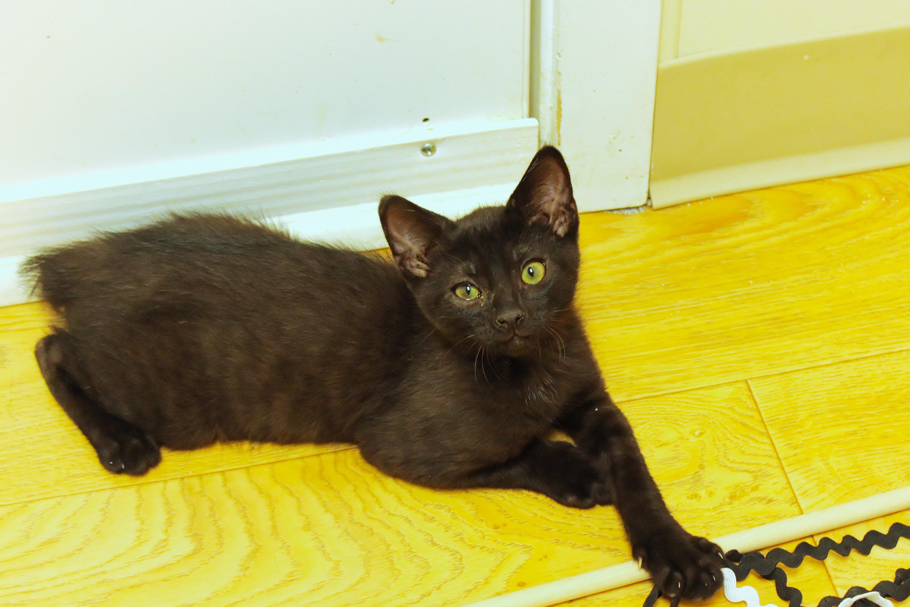 Felix, a ADOPTABLE mixed breed in Urbana, OH image 1/6