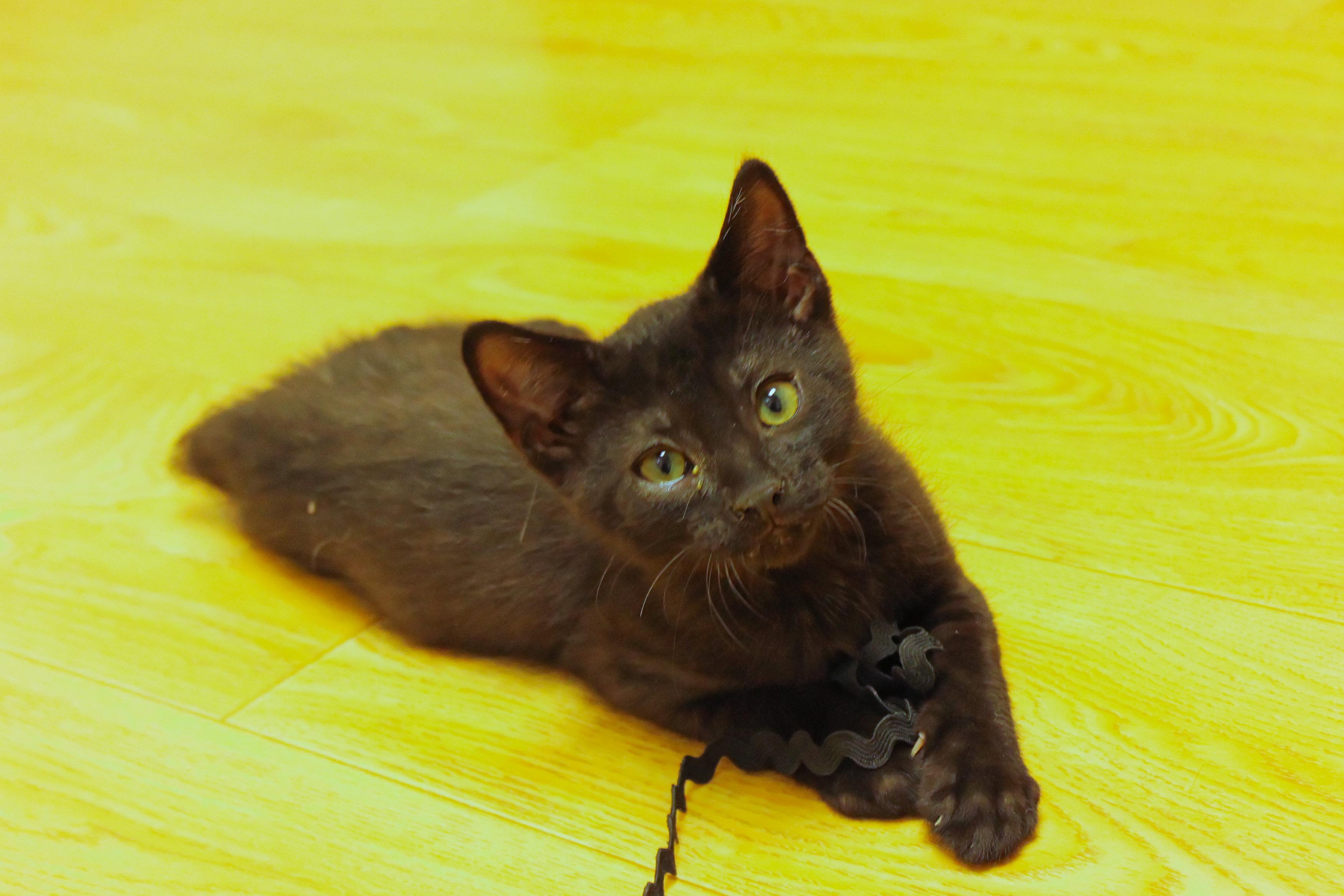 Felix, a ADOPTABLE mixed breed in Urbana, OH image 4/6