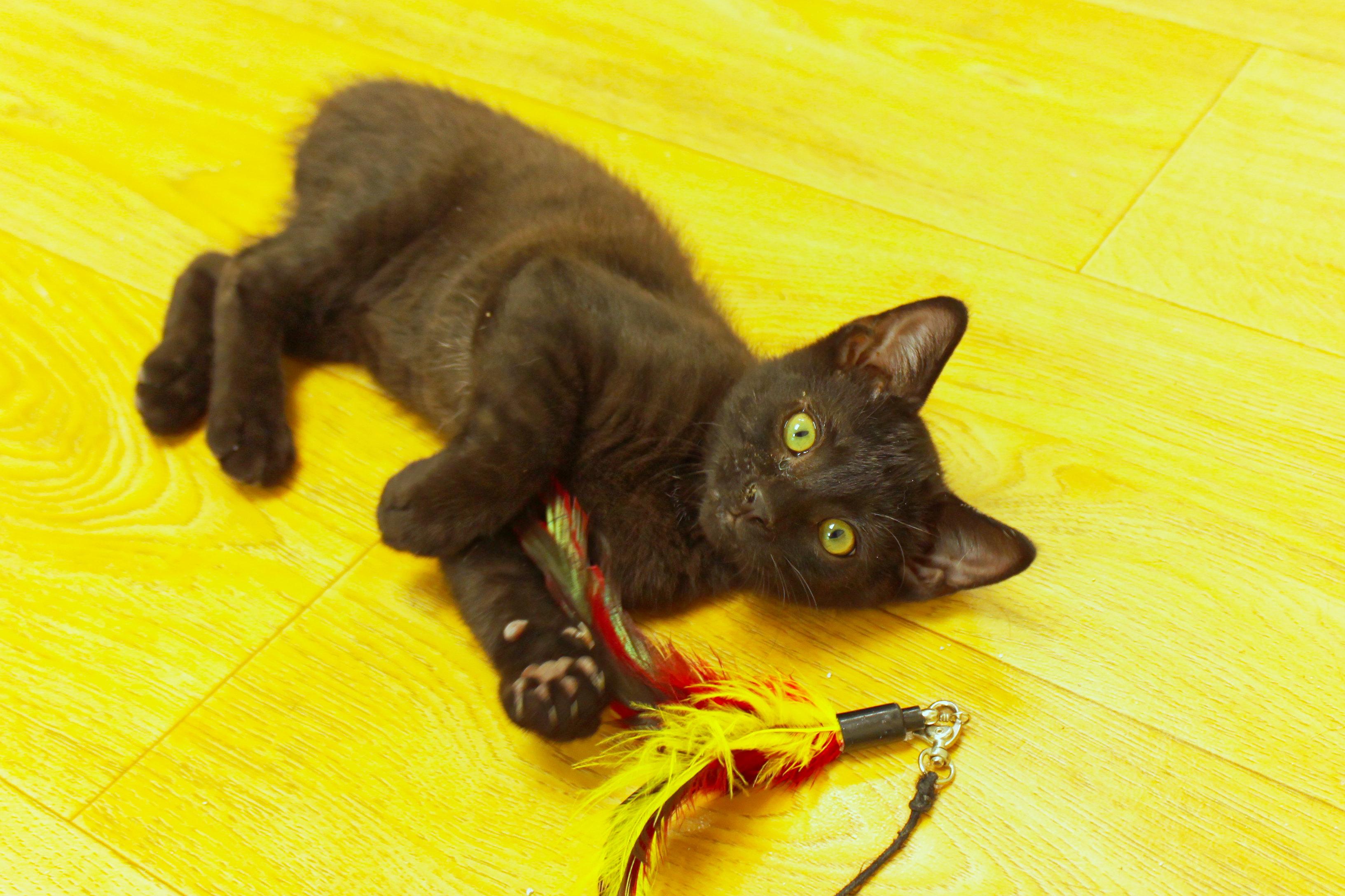 Felix, a ADOPTABLE mixed breed in Urbana, OH image 3/6