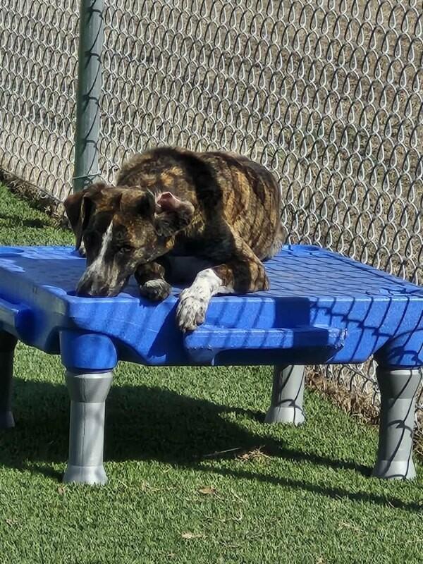 Alice, a Adoptable Mixed Breed in Jackson, TN image 1/5